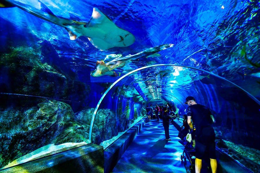 Explore the biggest aquarium in Southeast Asia, Sea Life Ocean World