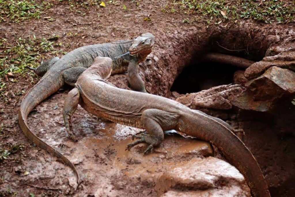 Interesting Facts about Monitor Lizards in Thailand