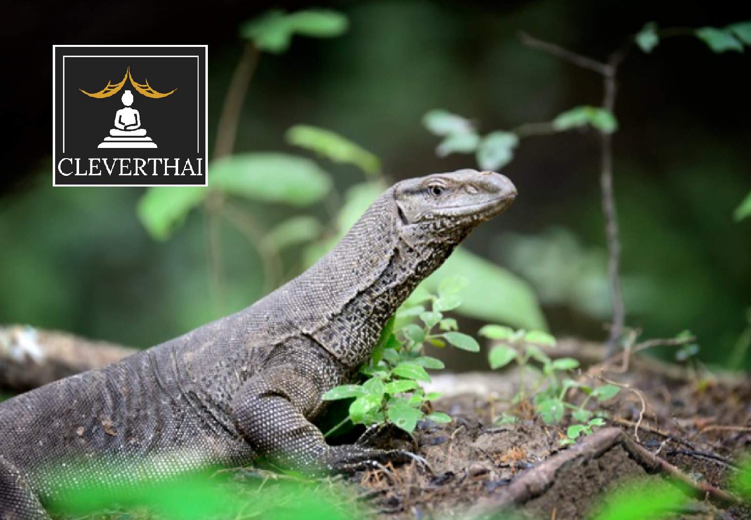 Monitor Lizards in Thailand Things You Should Know