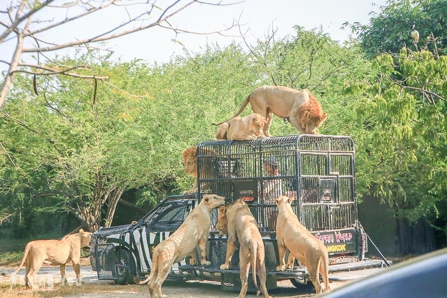 Visit Safari World to see Bangkok's wild side