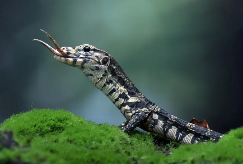 What are Monitor Lizards