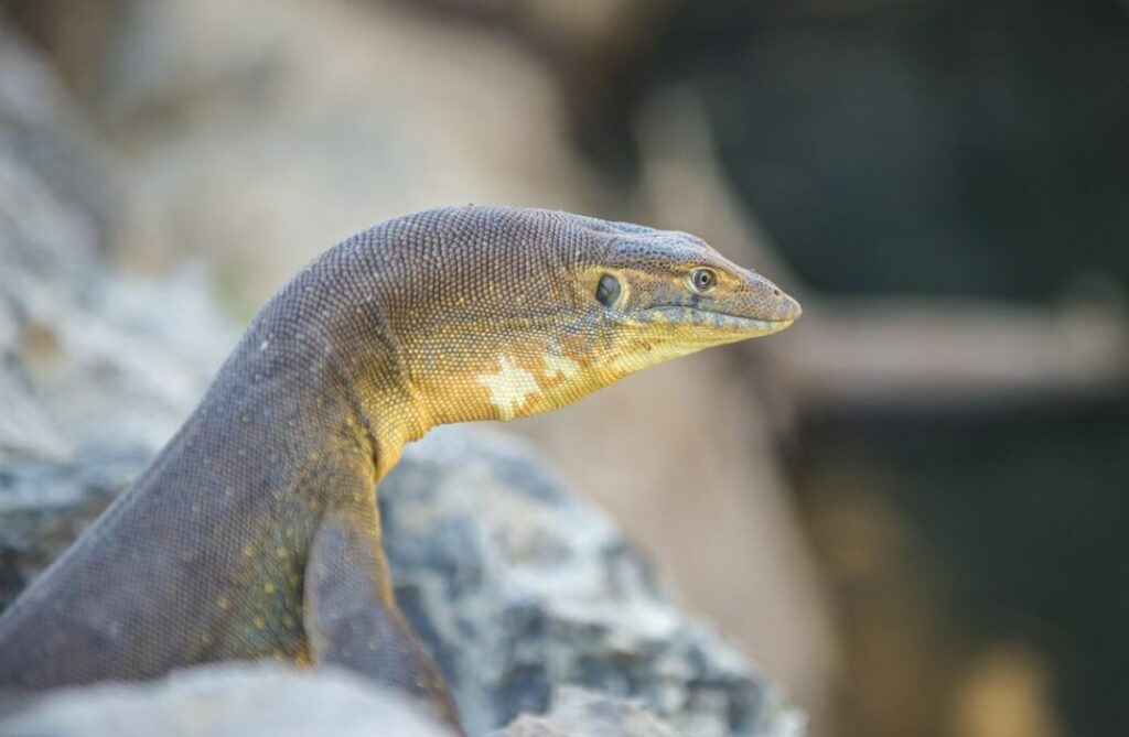 Why are they called monitor lizards