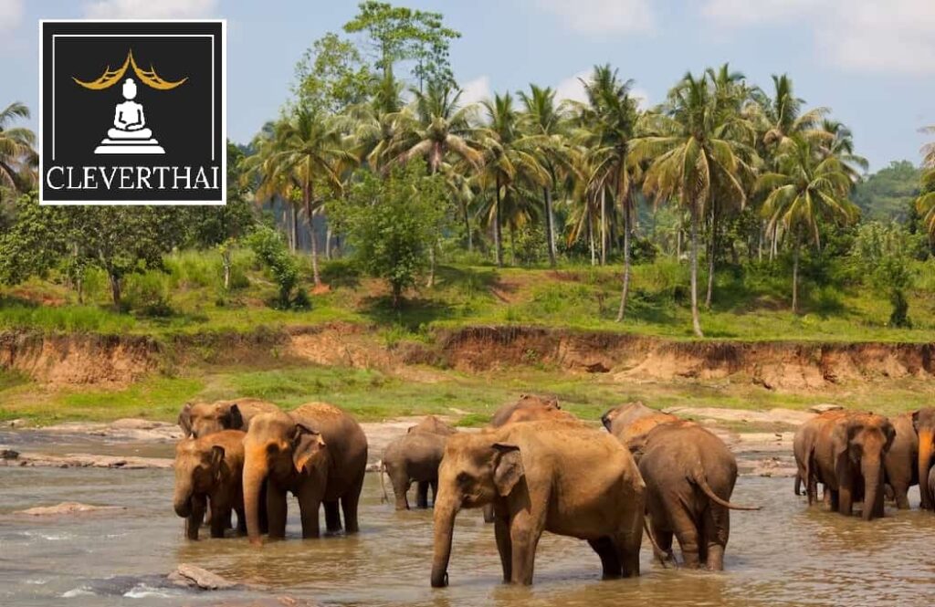 The 8 Best Elephant Sanctuaries in Chiang Mai