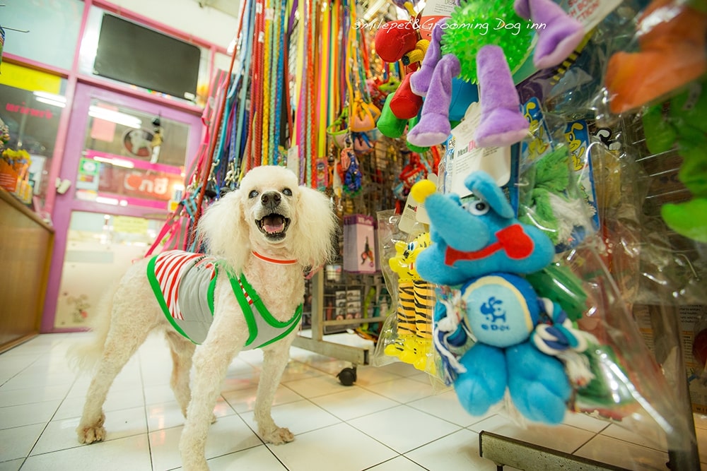Discover Phuket s Top 5 Pet Stores 2024