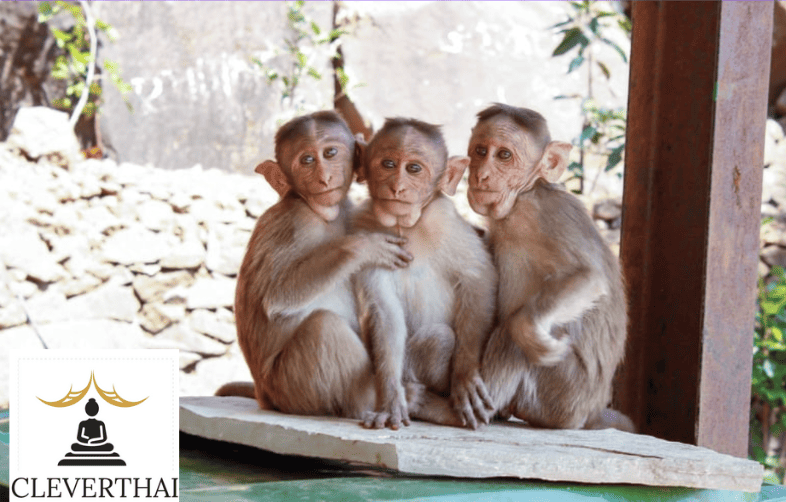 The 10 Best Spots to See Monkeys in Phuket